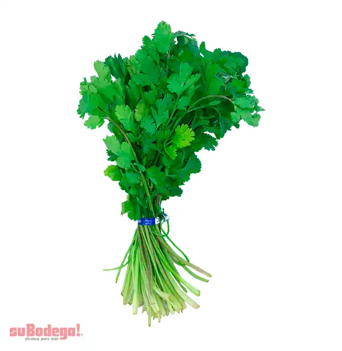 Cilantro Manojo