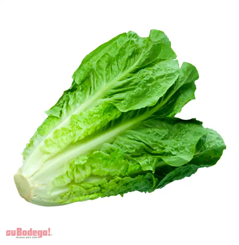 Lechuga Italiana