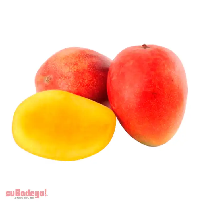 Mango Tommy kg.
